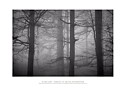 DP3M1948bw_forest